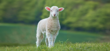 Задача про братьев и баранов