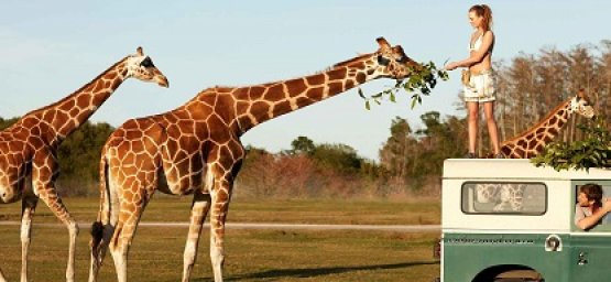 Загадка про жирафа, утку и ноги в комнате